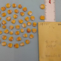 CIMMYTMA 5904 - Reference Inventory.jpg