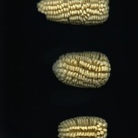 CIMMYTMA 217 MORE 17 AF18A-0903-110 E.jpg