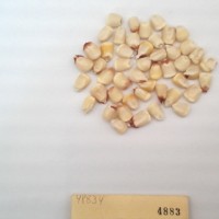 CIMMYTMA 4883 - Reference Inventory.jpg