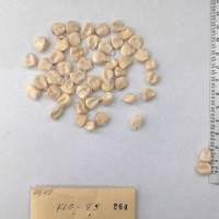 CIMMYTMA 264 - Reference Inventory.jpg