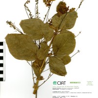 3390 herbarium