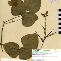 17433 herbarium