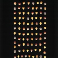 CIMMYTMA 1714 PANA 81 AF23A-0903-196 K.jpg