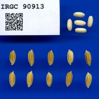 IRGC 90913 Seed Photo