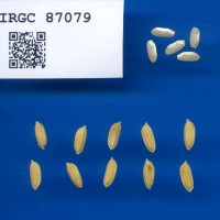 IRGC 87079 Seed Photo