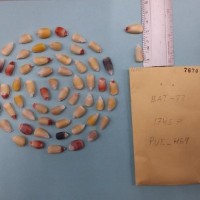 CIMMYTMA 7670 - Reference inventory.jpg