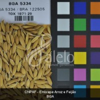 BRA00004054-3.JPG