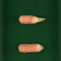 CIMMYTMA 7359 BRAZ 1288 AF17A-0903-127 C1.jpg