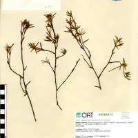 1200 herbarium