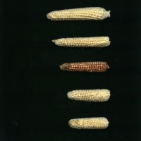 CIMMYTMA 18977 BOZM 1498 TC22U-2903-65 C.jpg