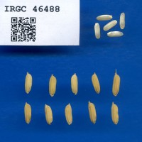 IRGC 46488 Seed Photo