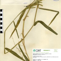 26162 herbarium