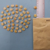 CIMMYTMA 8389 - Reference inventory.jpg