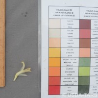 6.6.13 - Anther colour