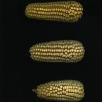 CIMMYTMA 26953 TLAX 410 TC24U-2903-293 E.jpg