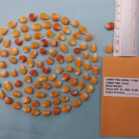 CIMMYTMA 14152 - Reference Inventory.jpg