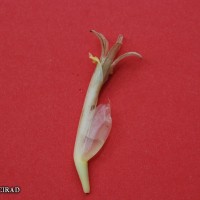 6.6.2 - Compound tepal basic colour