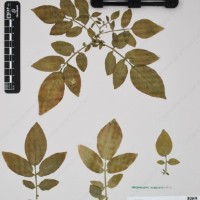 CIP 760442_HHA 6548_01.jpg