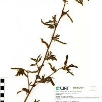 20130 herbarium