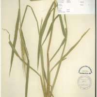 IRGC 100900 Herbarium