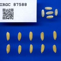 IRGC 87588 Seed Photo