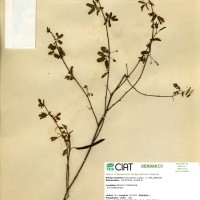 9456 herbarium