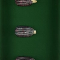 CIMMYTMA 3198 CHOC 339 AF23A-0903-92 E1.jpg