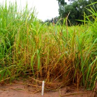 TOG 7105#Diversity of plant height.JPG