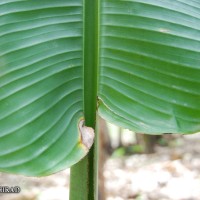 6.3.12 - Colour of leaf upper surface