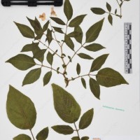 CIP 761076_OCH 12014_04.jpg