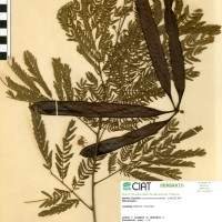 9464 herbarium
