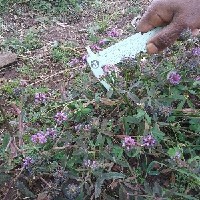 092558(Trifolium steudneri2161).jpg