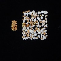 Popped and not popped comparison.jpg