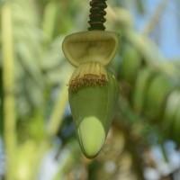 6.4.15 - Male bud shape