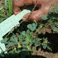 104556(Medicago radiata16111).jpg