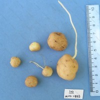 CIP 761028 Tuber