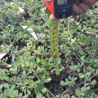 Medicago polymorpha_7646 (4).jpg