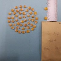 CIMMYTMA 8061 - Reference inventory.jpg