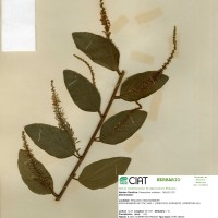 23973 herbarium