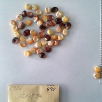 CIMMYTMA 890 - Reference Inventory.jpg