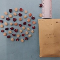 CIMMYTMA 7249 - Reference inventory.jpg