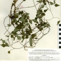 G40715 herbarium.jpg