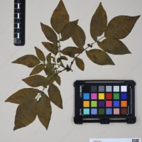 CIP 760259_HHCH 4562_12.jpg