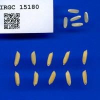 IRGC 15180 Seed Photo