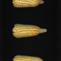 CIMMYTMA 8398 BRAZ 1667 AF23A-0903-235 E.jpg