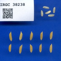 IRGC 38238 Seed Photo