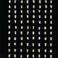 CIMMYTMA 5918 OAXA 387 BA21U-2903-234 K_compress.jpg