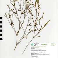 8639 herbarium