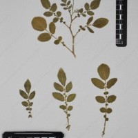 CIP 761723_OCH 13681_04.jpg