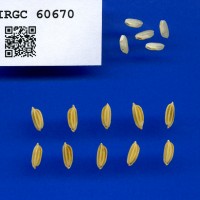 IRGC 60670 Seed Photo